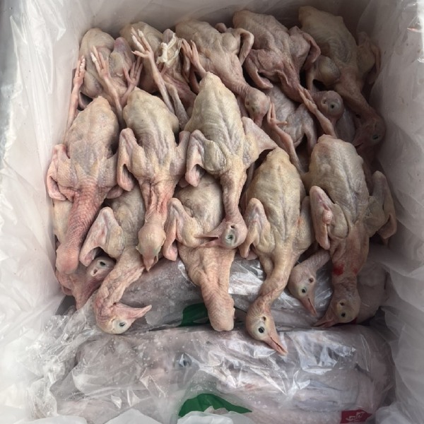 乳鸽市场价格的全面解析与观点透视